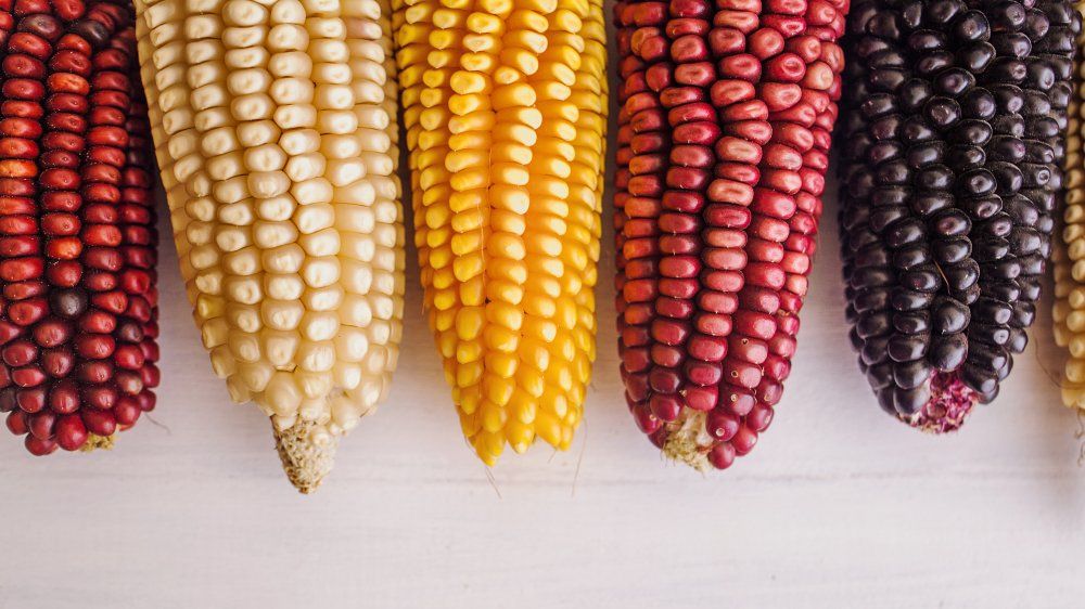 Jaka jest różnica między białą kukurydzą a żółtą kukurydzą?