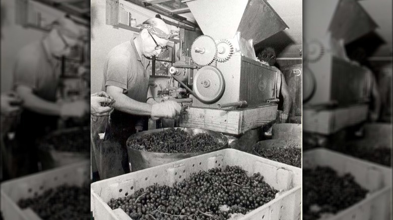   William Oliver przetwarza winogrona