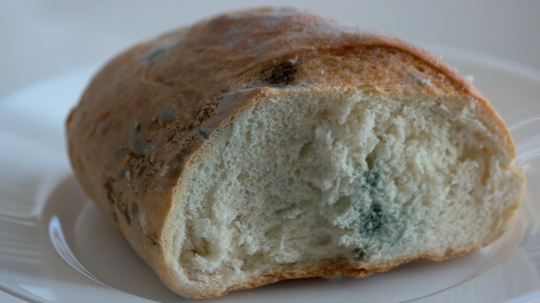   かびの生えたパン