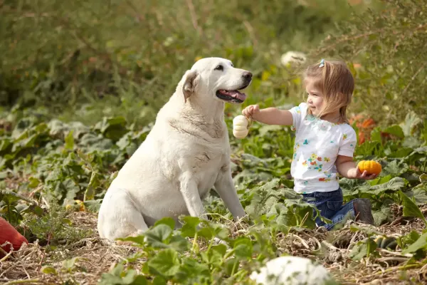菜園の女の子と犬