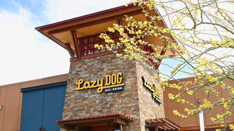 Voici ce que vous devez savoir sur le restaurant et bar Lazy Dog